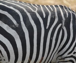 Zebra [pundamelia]
