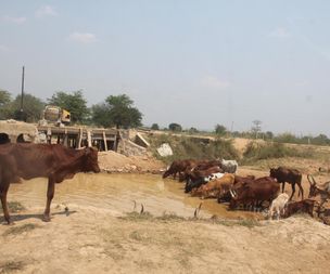 Cattle at puddle