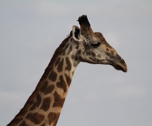 Giraf [twiga]