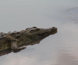 Crocodile [mamba] {krokodille]