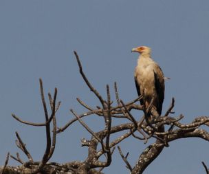 Egyptian vulture [tai] {grip}