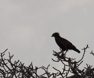 Brown snake eagle [mwewe mla nyoka] {brun slangeørn}