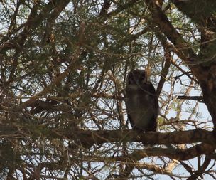 Vereaux eagle owl