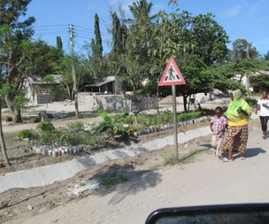 Plants being sold by the road